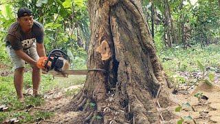 Logging of hollow teak trees, Stihl ms 881.