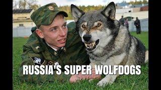 VOLKOSOBY - RUSSIA'S POWERFUL & SECRET WOLF DOGS / Animal Watch