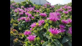 Monarda 'Lilac Lollipop' - a compact native perennial variety that pollinators LOVE