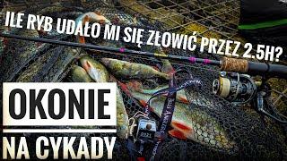 OKONIE NA CYKADY + CHALLENGE ILE ZLOWIE RYB W 2.5H