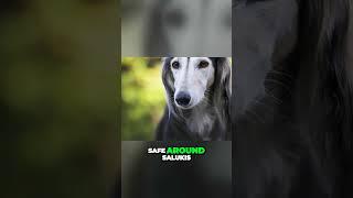 Meet the Saluki - Ancient Dog With Unique Personality