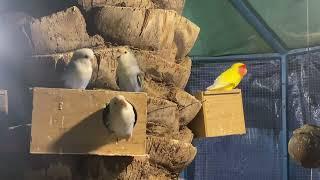 Love birds sounds  | Love Birds Sound (◍•ᴗ•◍)#Budgies #shorts