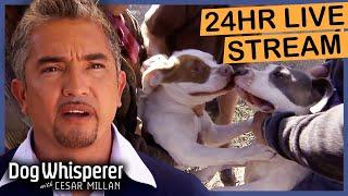 Non-Stop Dog Whisperer with Cesar Millan *Watch Full TV Episodes and join our LIVE Chat