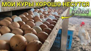 Мои куры ХОРОШО НЕСУТСЯ именно поэтому!