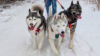 Surprising Our Dogs With a Trip to the Christmas Tree Farm!