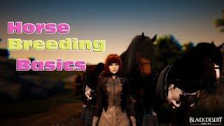 BDO Horse Breeding  - The Basics