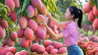 Christmas Present! Harvesting Big Pink Mangoes, Make Mango Pig Ear Salad Go To Market Sell