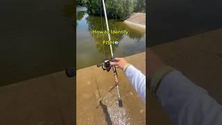 How to identify FISH PT 2! #fishing #shorts