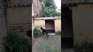 Bully kutta attack on monkeys