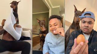 Grumpy Dogs knox doberman tiktok Compilation | Dog Video 2022 | suavexavie - 6