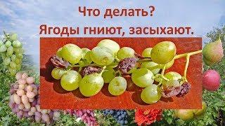 @Виноград 2018. Гниют ягоды винограда, засыхают