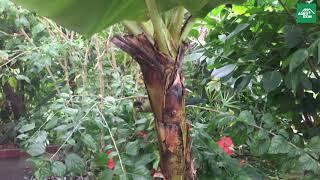 Оранжерея для бабочек. Vlinders aan de Vliet is a tropical indoor butterfly jungle Zoo