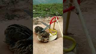 Creative DIY Trap - Quail Trap #shorts