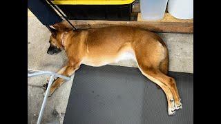 Dog Grooming Shear Sharpening - Sharpen Right Services LLC - Mike White  is live!