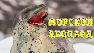 Морской леопард. Хищник антарктических глубин.