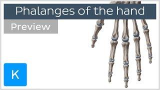 Overview of the Phalanges Bones of the Hand (preview) - Human Anatomy | Kenhub