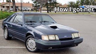 Svo mustang/fox body in its coyote swap form.