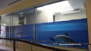 Small Dolphin Tank "The Fish Bowl" at Taiji Whale Musuem