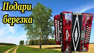 Подари березка разбор