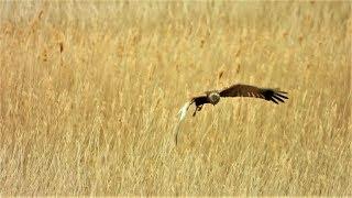 RSPB Minsmere & Dunwich Heath: 5th May 2019