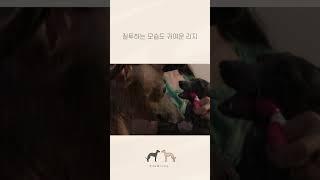 엄마품 속 엘리가 너무너무 부러운 리지 