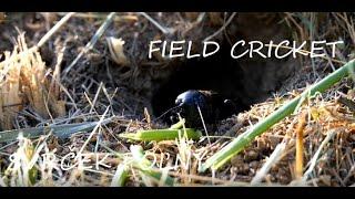 Euroapean wildlife - Svrček poľný cvrkanie /Gryllus campestris /Field cricket chirping /Cvrček polní