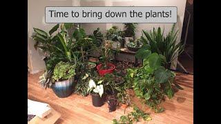 Basement Remodel Pt2- Plant Time!