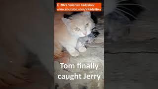  TOM Finally Caught JERRY 
