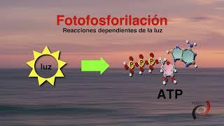 Fotosíntesis y Quimiosíntesis.