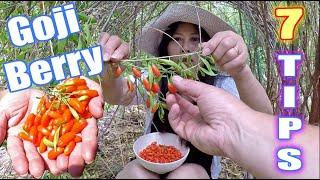 7 TIPS To Grow An ABUNDANCE Of Goji Berries At Home!