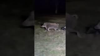 These Wild Boar get CLOSE! #hunting #outdoors #hoghunting #wildboar #shorts