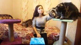 Как выбрать когтеточку для мейн-куна? приучить котенка к когтеточке?/питомник  ЛИРИКУМ