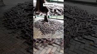 Rear photos haven’t seen #TrendingVideo #Shorts##ShortFeed #10,Million##HistoryPhotos #facts part 3