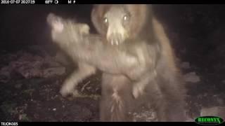 black bear attack on Tejon Ranch