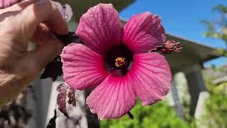 My Beautiful Cranberry Hibiscus 