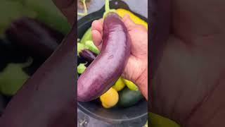 Garden Harvest & Tips   #longisland #newyork #greentgarden