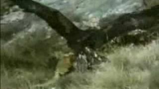 Golden Eagle Kills another huge fox.