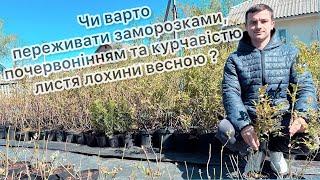 Чи варто переживати заморозками, почервонінням та курчавістю листя лохини весною ?