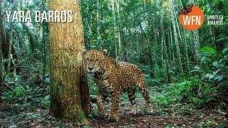 Yara Barros | 2025 Whitley Award winner | Brazil