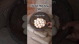 Hatching 15 Eggs #aseel #chicken #hatchingeggs