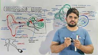 Structure and Function of Human Ear: Anatomy and Physiology of Ear