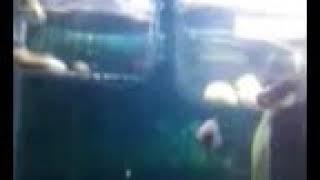 Betta swim bladder disease