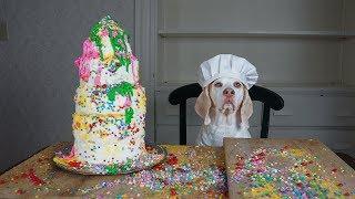 Cake Decorating 101 with Funny Dog Maymo: Yummy Cake Recipe by Dog Chef