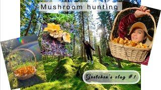 Wild Edible Chanterelle Mushroom Foraging!!! | Kantarell  | Cantharellus cibarius | Sweden