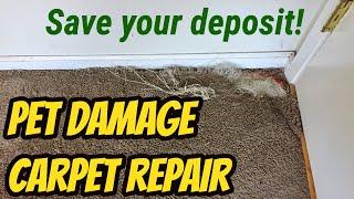 Pet Damage Carpet Repair