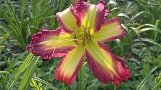 Лилейник Роуз Ф. Кеннеди . Hemerocallis Rous F. Kennedy .