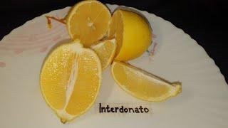 Citrus Interdonato lemon ( Интердонато лимон )