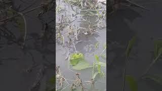 Virakan Videoku#shorts#fyp#trending#shortsvideo#short#viral#@erlan79#mancing#feedshortsvideo
