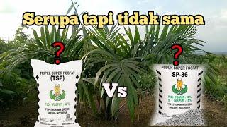 perbedaan pupuk TSP dan SP36 || kandungan pupuk TSP dan SP 36