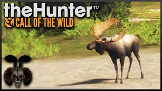 Hunting Monster Moose in Wolf Territory! The Hunter Call of The Wild